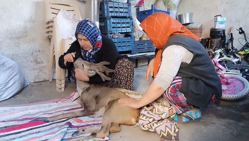 Köpeklerin saldırdığı karaca köylüler tarafından kurtarıldı - Resim : 2