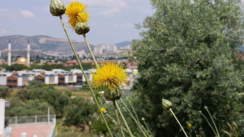 Kuşadası'nda nesli tükenmekte olan 'Tülüşah'ı koparmanın cezası 557 bin lira - Resim: 5