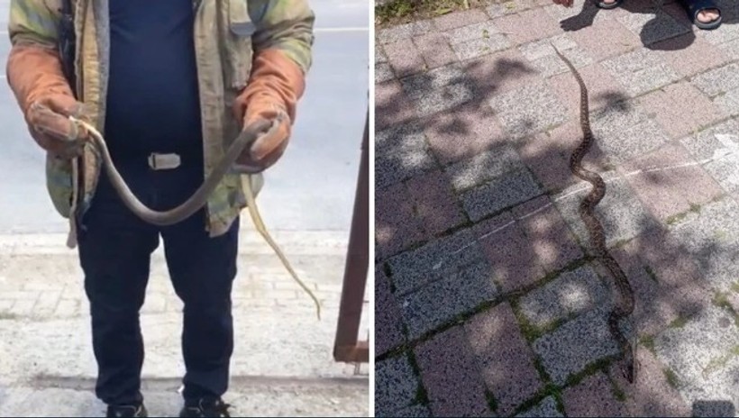 İstanbul'un 3 ilçesine uyarı: Boyu 2,5 metreyi buluyor, öldürmeyin - Resim : 2