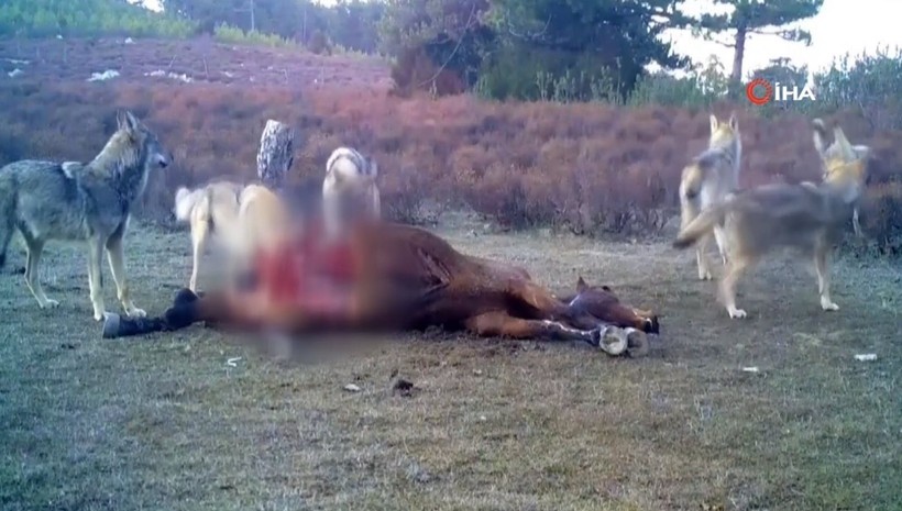 Boyları 20 metreyi ağırlıkları 57 tonu bulabiliyor! Fethiye ve Kaş açıklarında görüntülendi! Uzmanlar vatandaşları uyarıyor - Resim: 11
