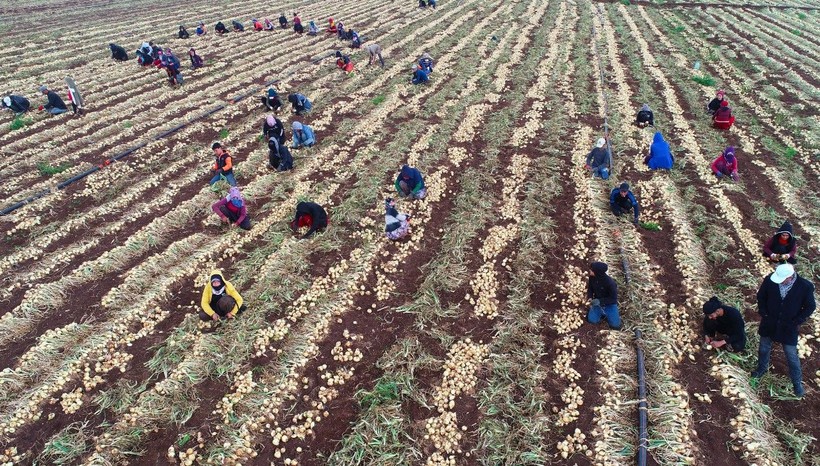 Hasat başladı! Fiyatı 30 TL'yi bulan soğanda 'fiyat düşecek' beklentisi başladı - Resim: 5