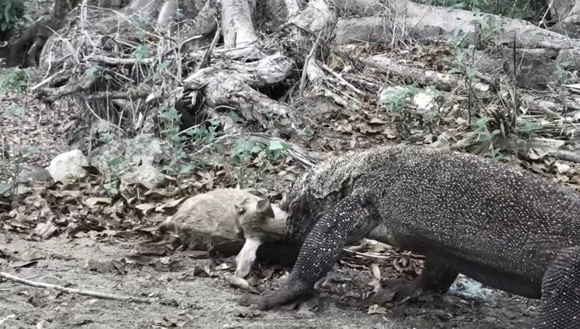 Komodo ejderinin keçi avı kamerada! Dehşete düşüren görüntü - Resim: 25
