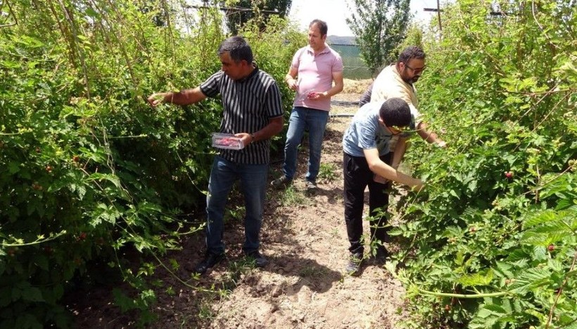 Kansere şekere deva! Hobi diye başladı, kilosunu 80 TL'den satıyor - Resim: 7