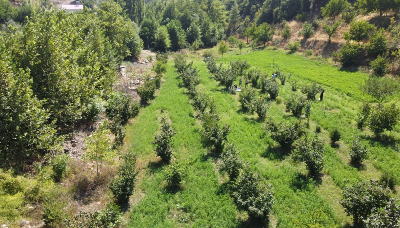 Karadeniz değil Adana: Torosların eteğinde fındık hasadı - Resim: 2