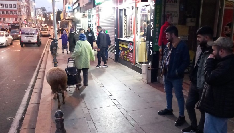 Tekirday'da Havva teyze koyunu Kadriye'ye kızı gibi bakıyor - Resim: 1