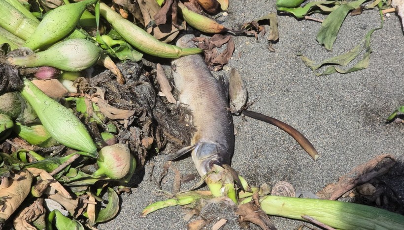 Asi Nehri’nde ölen balıklar sürüklendikleri Akdeniz'de sahile vurdu - Resim: 5