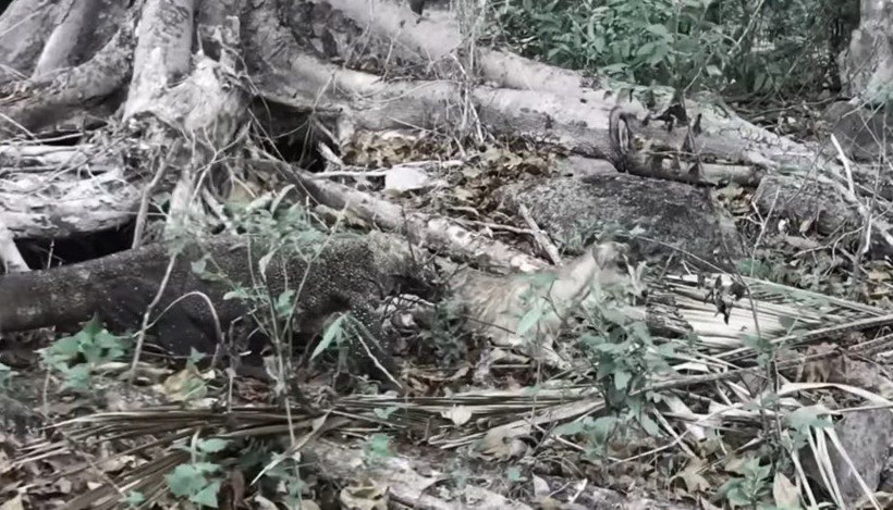 Komodo ejderinin keçi avı kamerada! Dehşete düşüren görüntü - Resim: 19