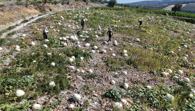 Kilolarca ağırlığa ulaşan tescilli beyaz kabakta hasat başladı - Resim: 3