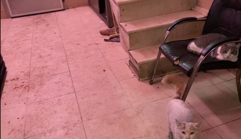 İstanbul'daki et halinde hijyen tartışması - Resim: 4