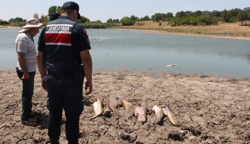 Edirne'de korkutan görüntü! Gölette toplu balık ölümleri gerçekleşti - Resim: 9