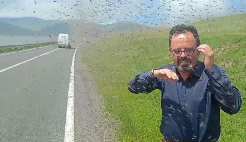 Çıldır Gölü çevresinde 'yeşil sinek' istilası - Resim: 2