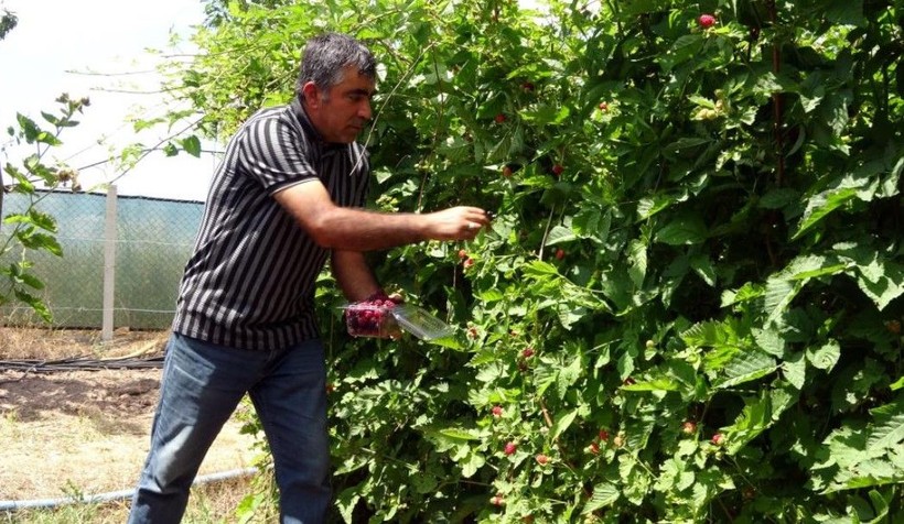 Kansere şekere deva! Hobi diye başladı, kilosunu 80 TL'den satıyor - Resim: 4