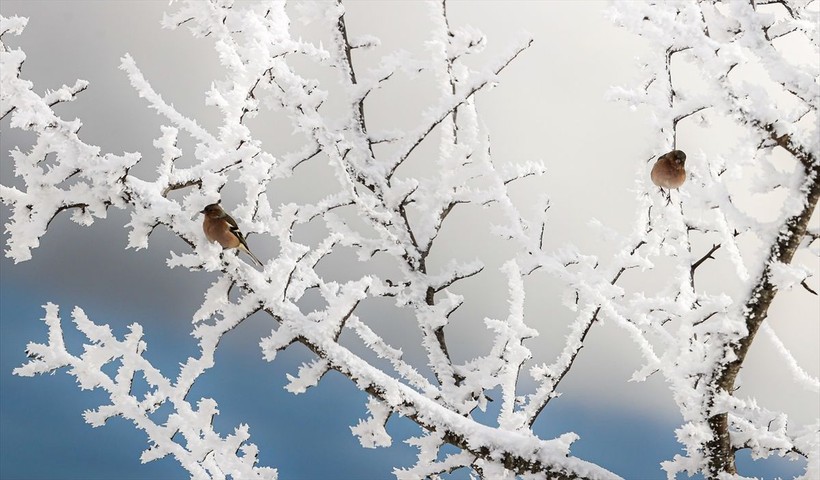 Sporseverlerin uğrak yeri! Kocadağ yaylası beyaza büründü ❄️🌨️☃️ Ortaya kartpostallık görüntüler çıktı - Resim: 15