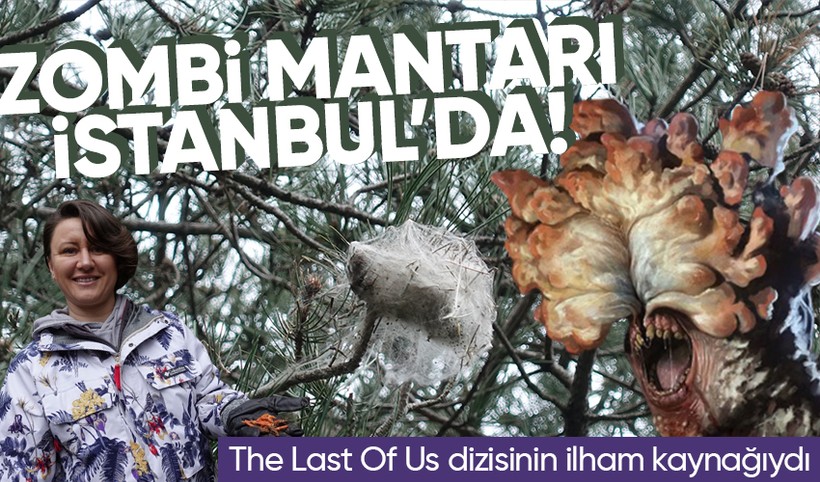 The Last Of Us dizisine ilham veren zombi mantarı İstanbul'da! Mantarı tüketen insan zombiye dönüşür mü?