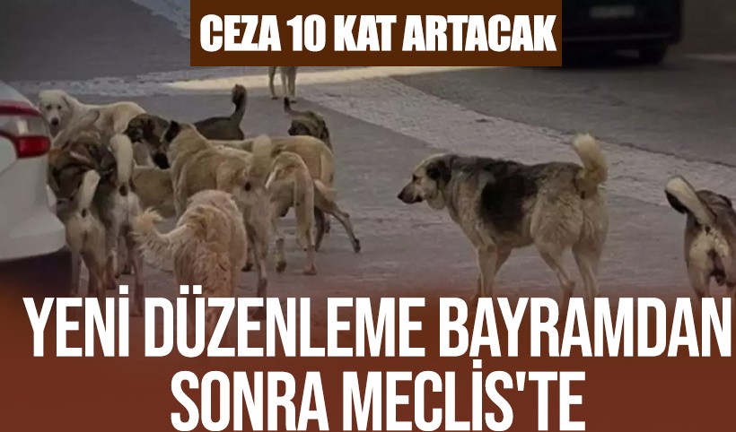 Sokak hayvanlarıyla ilgili düzenleme bayramdan sonra Meclis'te