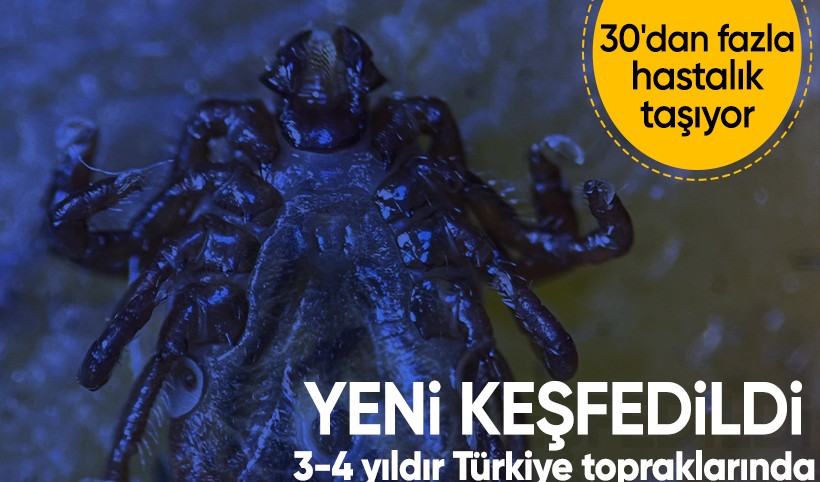 Türkiye'de yeni kene türü tespit edildi: 30'dan fazla hastalık taşıyor