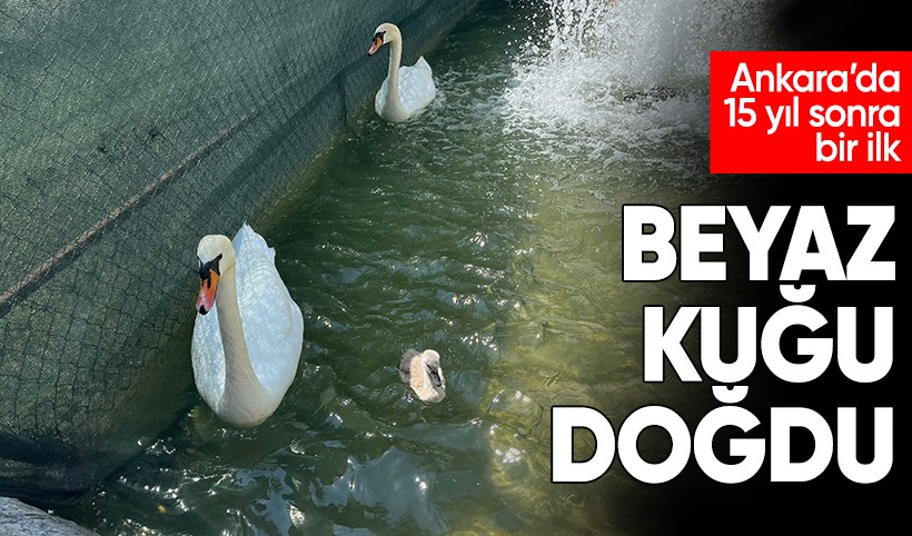 Kuğulu Park’ta 15 yıl sonra bir mucize: Beyaz yavru kuğu dünyaya geldi