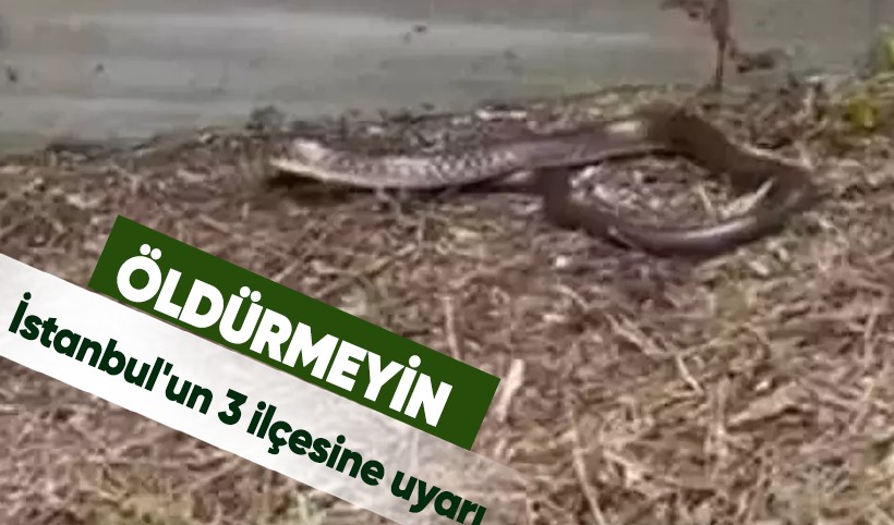 İstanbul'un 3 ilçesine uyarı: Boyu 2,5 metreyi buluyor, öldürmeyin