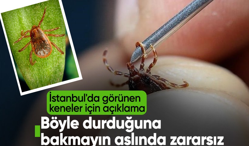 İstanbul'da görülen kenelerin türü belli oldu! Zararsız "Rhipicephalus"