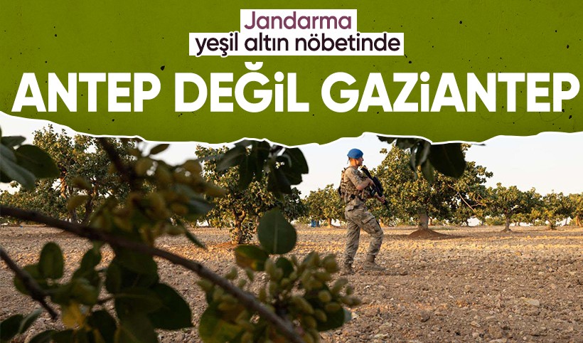Gaziantep'te antep fıstığı hırsızlığına karşı jandarma nöbette