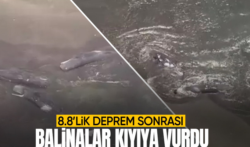 Rusya'daki 8.8'lik deprem sonrası Japonya'da balinalar kıyıya vurdu