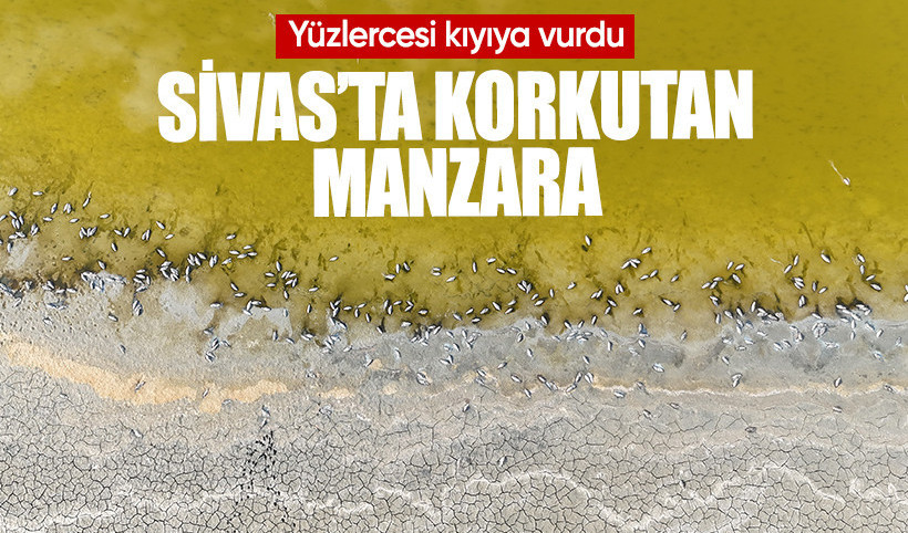 Gölde korkutan görüntü, yüzlercesi kıyıya vurdu
