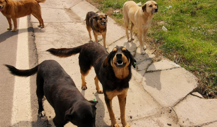 İstanbul Valiliği'nden sahipsiz sokak köpekleri açıklaması!