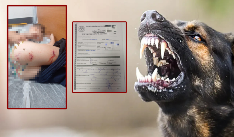 Sokak köpekleri faciaya neden oluyordu: Komşular yetişmeseydi parçalayacaklardı