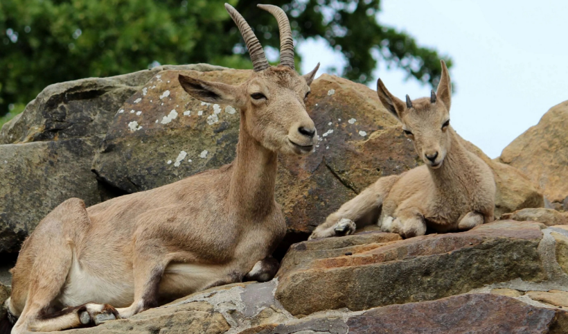 Yaban keçisi öldüren 3 kişiye 1,9 milyon lira ceza