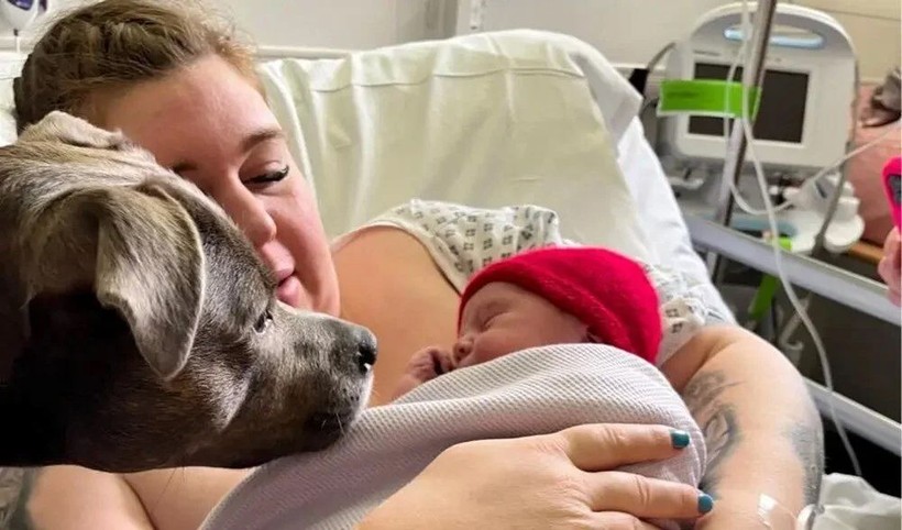 İngiltere'de bir köpek sahibi doğum yaptığı sırada ona eşlik etti - Resim: 1