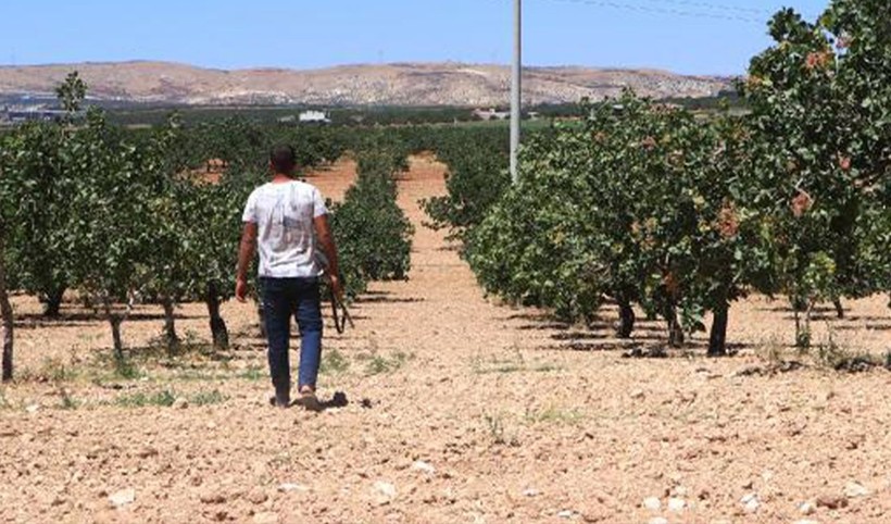 'Yeşil altın'da silahlı önlem: Günlük nöbet 1000 TL - Resim: 1