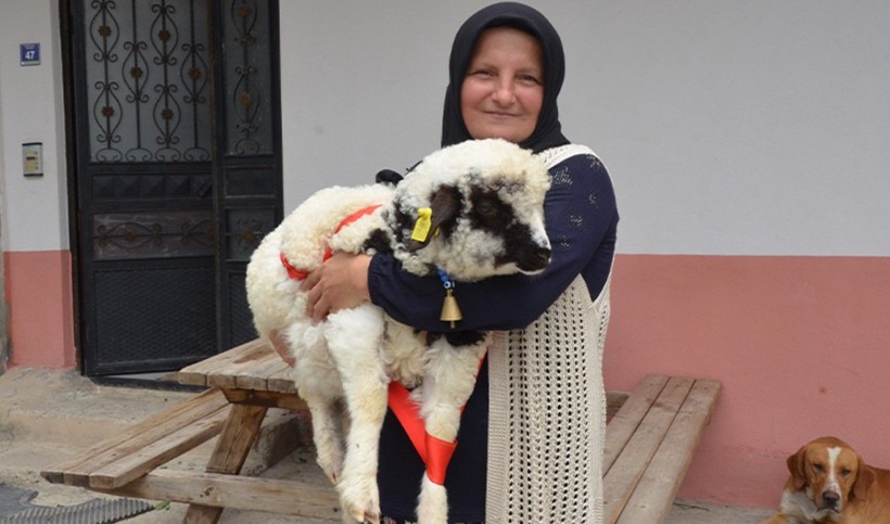 Çankırı'da küçükbaş hayvan yetiştiriciliği yapan Enes Cambaz, kuzusunun 'anne' dediği fark etti, Boncuk isimli kuzu sosyal medyada viral oldu - Resim: 2