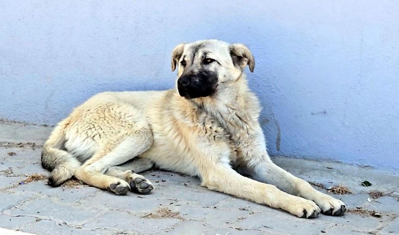 Köy kahvesinde bakılan köpeği bastonuyla darp etti; o anlar kamerada - Resim: 6