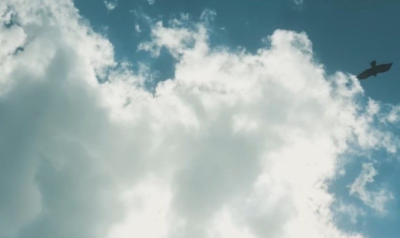 Doğan kuşunun drone avı! Daha önce böylesi görülmedi - Resim: 15
