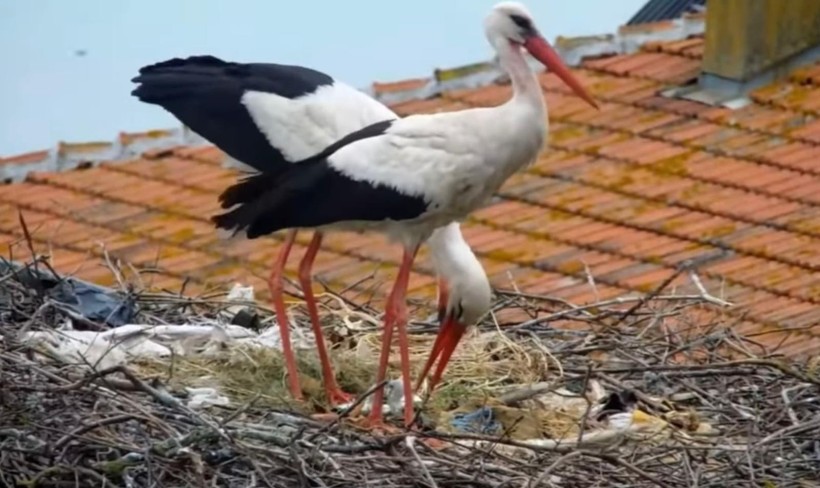 Kuluçkaya yatan Yaren leyleğin 2 yavrusu yumurtadan çıktı - Resim : 3