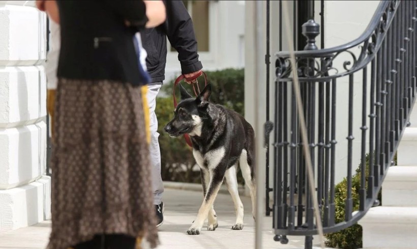 Beyaz Saray'da Biden'ın köpekleri krizi! - Resim: 7