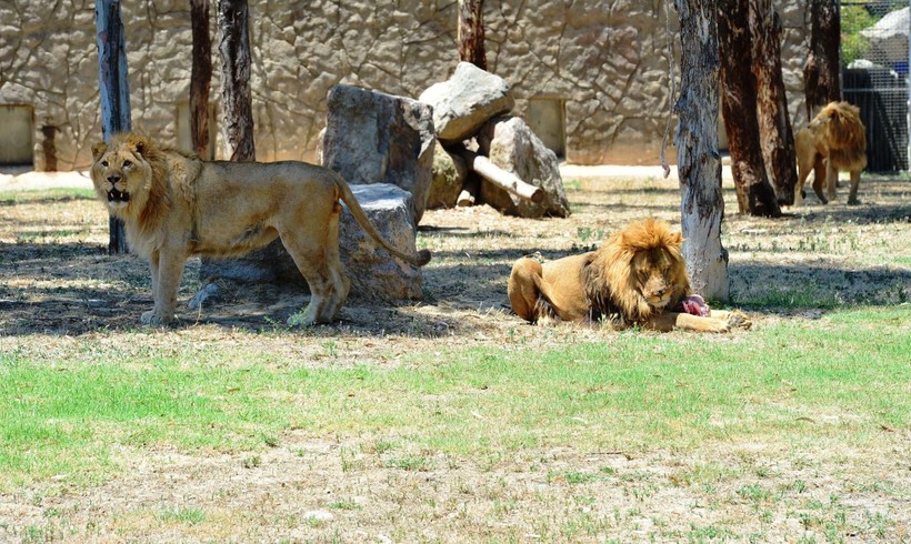Aslan Pars başka bir aslan tarafından öldürüldü - Resim: 7