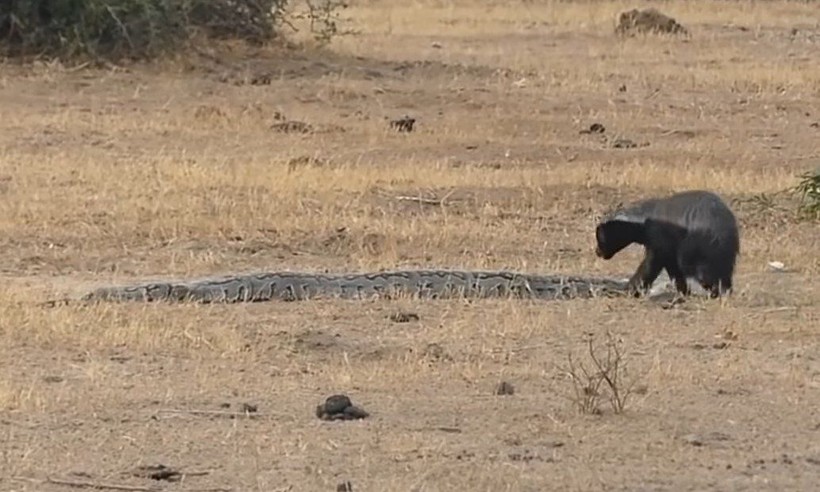 Bal porsuğu, piton ve çakal! Vahşi doğada eşine az rastlanır yaşam mücadelesi! Tam her şey bitti derken... - Resim: 36