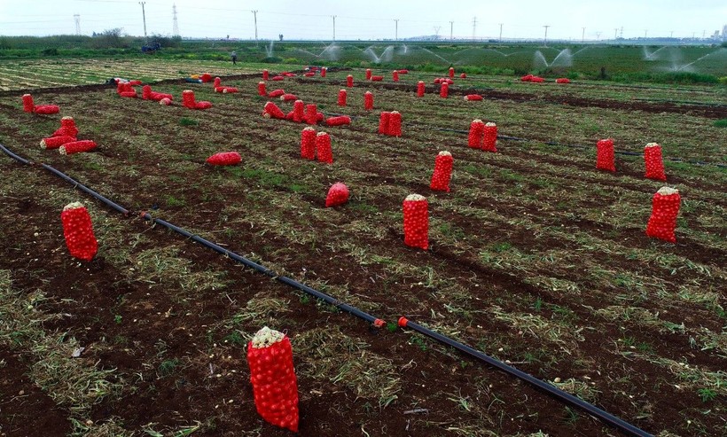 Hasat başladı! Fiyatı 30 TL'yi bulan soğanda 'fiyat düşecek' beklentisi başladı - Resim: 4