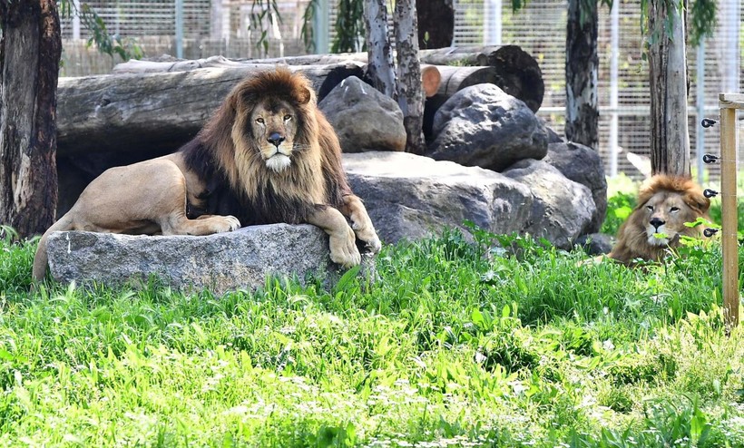 Aslan Pars başka bir aslan tarafından öldürüldü - Resim: 8
