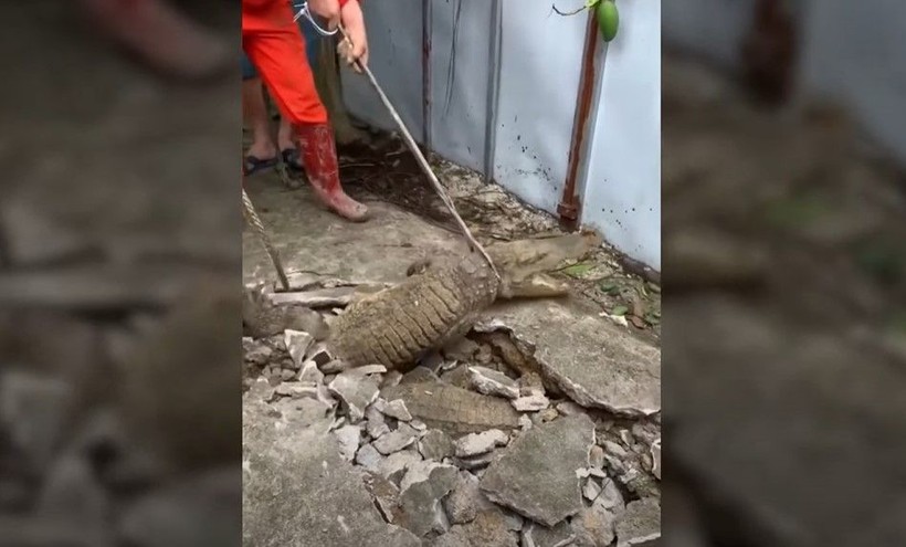 Kırdıkları beton yolun altından timsah çıktı! Gelen seslerin ardından ekipler harekete geçti | Gözlerine inanamadılar - Resim: 5