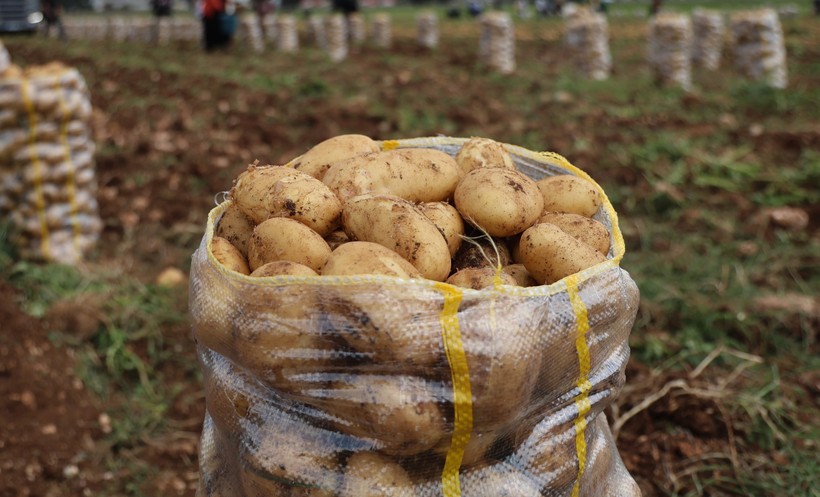 Yurt dışından gelen 2 bin tondan fazla patates virüslü çıktı - Resim : 2