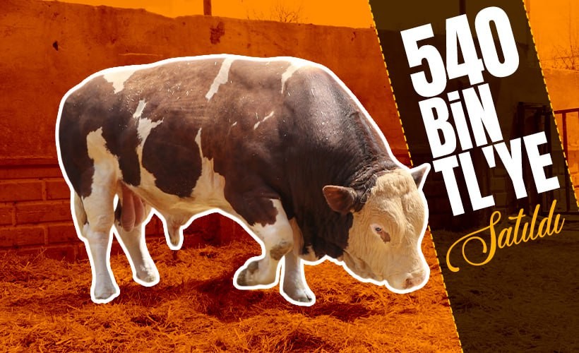 Kurban Bayramı yaklaşıyor! Şampiyon boğa Poyraz 540 bin TL'ye satıldı