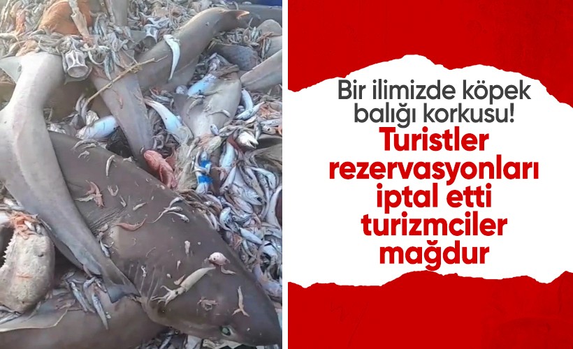 Mersin'de köpek balığı korkusu! Turistler rezervasyonları iptal etti, turizmciler mağdur