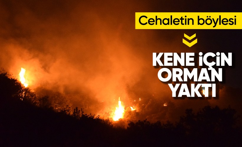 Tarım arazisinde başlayıp ormana sıçrayan yangın keneli yastığın yakılmasıyla çıkmış
