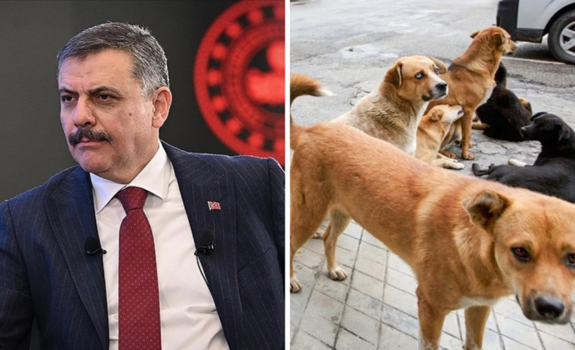 Bakan Çiftçi tarih verdi: Başıboş sokak köpeği sorunu sona erecek