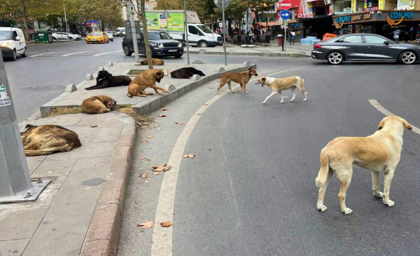 Sokak köpeği saldırıları sonrası İçişleri harekete geçti! Belediye başkanlarına soruşturma izni