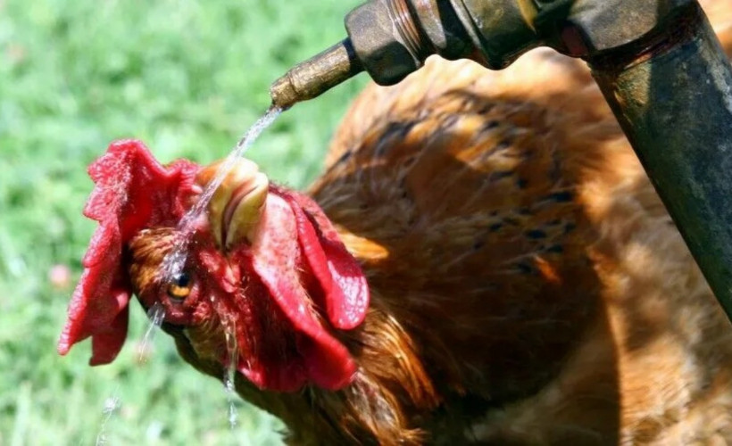 Aşırı sıcaklar Fransa’yı vurdu: 6 bin ton kümes hayvanı telef oldu
