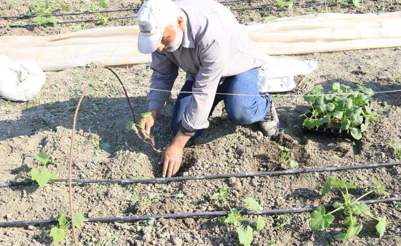 Deprem bölgesi Hatay'da çiftçiler, üretime geçmeye başladı - Resim: 3