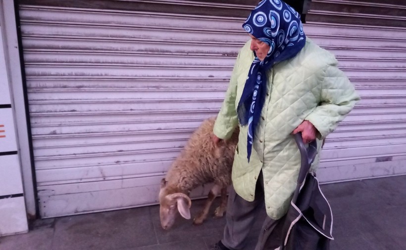 Tekirday'da Havva teyze koyunu Kadriye'ye kızı gibi bakıyor - Resim: 3